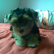 Yorkshire terrier Coco