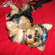 Yorkshire terrier Coco