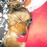 Yorkshire terrier Coco