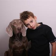 Weimaraner Kenzo † 2009