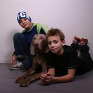 Weimaraner Kenzo † 2009