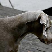 Weimaraner Kenzo † 2009