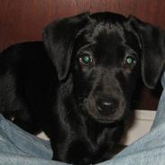 Labrador retriever Coco