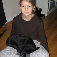Labrador retriever Coco