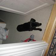 Labrador retriever Coco