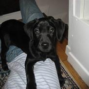 Labrador retriever Coco