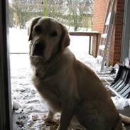 Golden retriever Rico