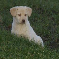 Blanding af racer Neela