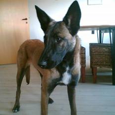 Malinois Caya du Pote Malin