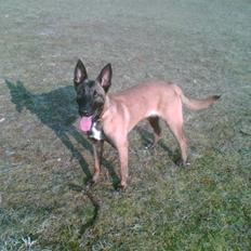 Malinois Caya du Pote Malin