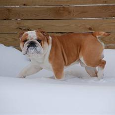 Engelsk bulldog Bonzo