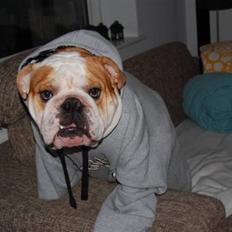 Engelsk bulldog Bonzo