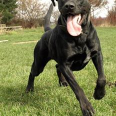 Blanding af racer Charlie 10/2-06 - 1/12-09