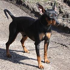 Dvaergpinscher Bevi Belo