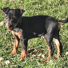 Dvaergpinscher Bevi Belo