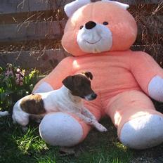 Jack russell terrier Tjalfe <3