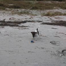 Jack russell terrier Tjalfe <3