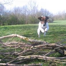 Jack russell terrier Tjalfe <3