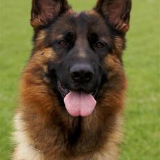 Schæferhund  AVKLgrænsens vupti