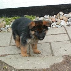 Schæferhund  AVKLgrænsens vupti