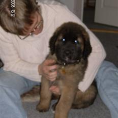 Leonberger Star of Regulus Red Skin