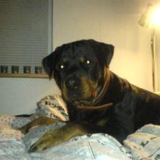 Rottweiler Odin