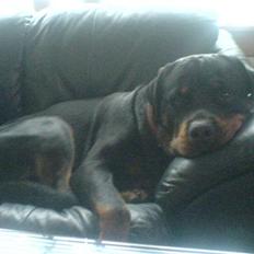 Rottweiler Odin
