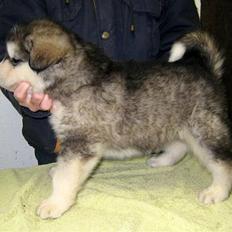 Alaskan malamute Røskva