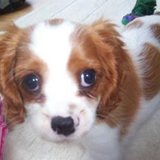 Cavalier king charles spaniel Eilidh