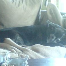 Blanding af racer Blackie