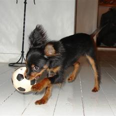 Russisk toy terrier Jaroslavna Mazasis Elfas