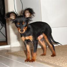 Russisk toy terrier Jaroslavna Mazasis Elfas