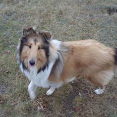 Collie langhåret Kenzo