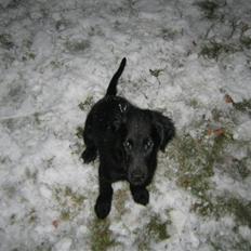 Flat coated retriever Kewin
