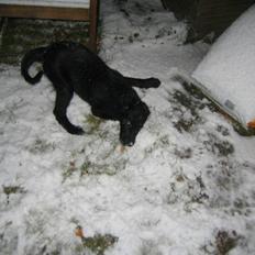 Flat coated retriever Kewin