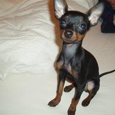 Prazsky krysarik Gucci