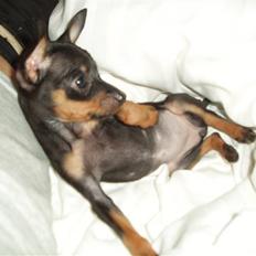 Prazsky krysarik Gucci