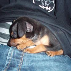 Prazsky krysarik shoco