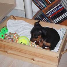 Prazsky krysarik shoco