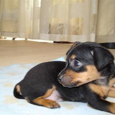 Prazsky krysarik shoco