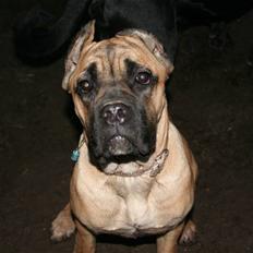 Cane corso * Cayla *