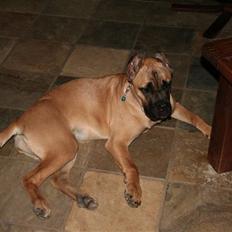 Cane corso * Cayla *