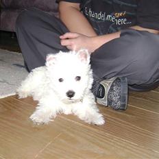 West highland white terrier Rødebros Balou