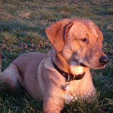 Blanding af racer Bamse