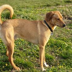 Blanding af racer Bamse