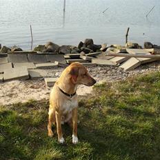 Blanding af racer Bamse