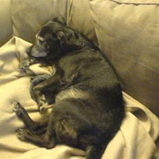 Blanding af racer Blackie