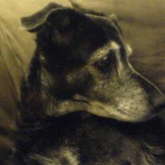 Blanding af racer Blackie