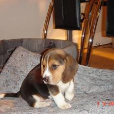 Beagle Bubbles (Død 19/12 - 07)