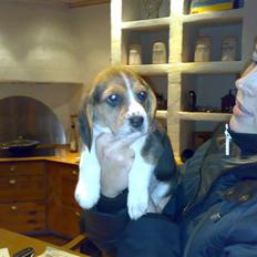 Beagle Bubbles (Død 19/12 - 07)